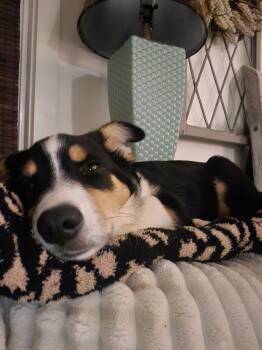 Theodore -  Cardigan Welsh Corgi Dog for Adoption in Kimberlin Heights, Tennessee - Theodore | PetCurious