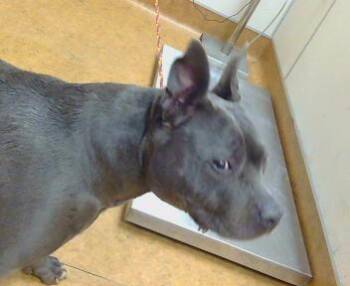 Pit Bull Terrier Dogs Available for Adoption in Sacramento, California - DALLAS | PetCurious