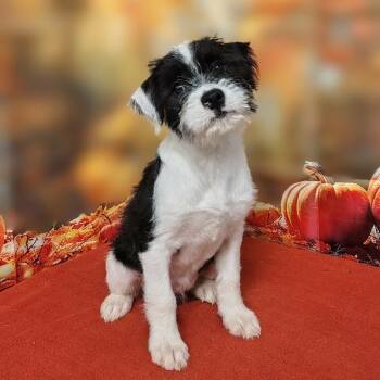 Emersyn -  Poodle and Mixed Breed Dog for Adoption in Griswold, Connecticut - Emersyn | PetCurious
