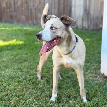 Pit Bull Terrier and Mixed Breed Dogs Available for Adoption in Houston, Texas - Audio | PetCurious
