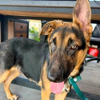 DIPPER -  German Shepherd Dog Dog for Adoption in Camarillo, California - DIPPER | PetCurious