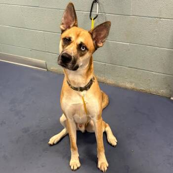 SKAGGS -  Mixed Breed Dog for Adoption in Greensboro, North Carolina - SKAGGS | PetCurious