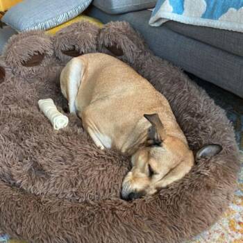 Labrador Retriever and Mixed Breed Dogs Available for Adoption in Chester, Maryland - Rose | PetCurious