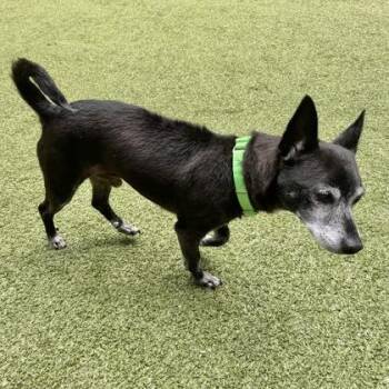 Pedro -  Chihuahua and Mixed Breed Dog for Adoption in Bellevue, Washington - Pedro | PetCurious
