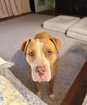 Rescue American Staffordshire Terrier and American Bully Dogs for Adoption in Los Angeles, California - Cricket | PetCurious