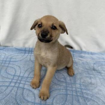 Little Einstein -  German Shepherd Dog and Mixed Breed Dog for Adoption in Carencro, Louisiana - Little Einstein | PetCurious