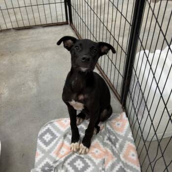 Tux -  Labrador Retriever Dog for Adoption in Birmingham, Alabama - Tux | PetCurious