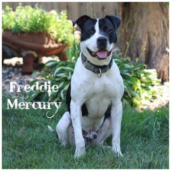 Freddie Mercury -  Terrier Dog for Adoption in Sioux Falls, South Dakota - Freddie Mercury | PetCurious