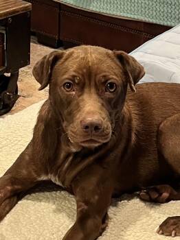 Ruby (aka Rue) -  Labrador Retriever Dog for Adoption in Mt. Juliet, Tennessee - Ruby (aka Rue) | PetCurious