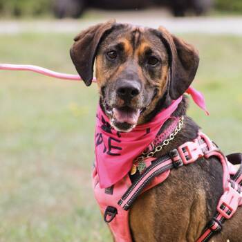 Pinky -  Treeing Walker Coonhound Dog for Adoption in Columbia, South Carolina - Pinky | PetCurious