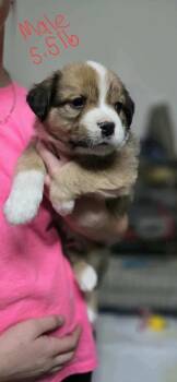 Rescue Anatolian Shepherd Dogs for Adoption in Shawnee, Oklahoma - Linus | PetCurious