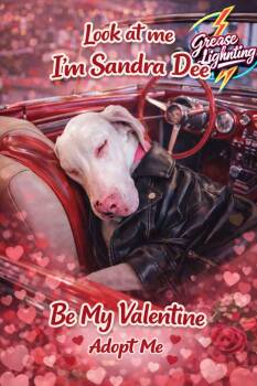 Great Dane Dogs Available for Adoption - Sandy | PetCurious