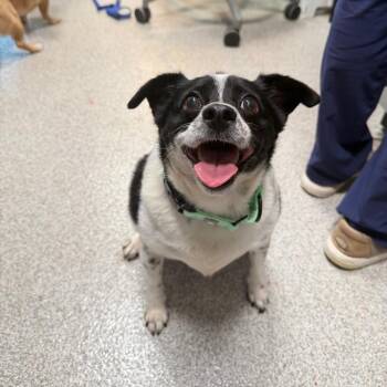 Rex -  Chihuahua Dog for Adoption in Englewood, Florida - Rex | PetCurious