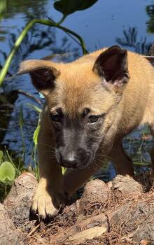 German Shepherd Dog Dogs Available for Adoption in Ocean Springs, Mississippi - Ava Claire | PetCurious
