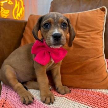 Squirt Sprout -  Basset Hound Dog for Adoption in Friendswood, Texas - Squirt Sprout | PetCurious