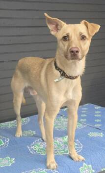Purslane (foster needed) -  Chihuahua and Terrier Dog for Adoption in New York, New York - Purslane (foster Needed) | PetCurious
