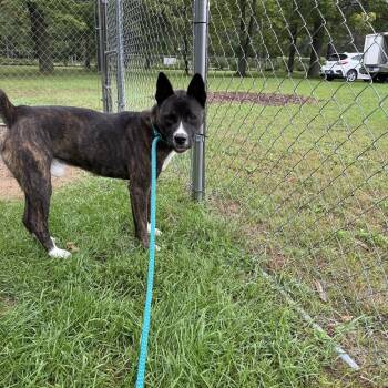 Onyx -  Akita and American Staffordshire Terrier Dog for Adoption in Standish, Michigan - Onyx | PetCurious