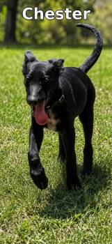 Chester -  Mixed Breed Dog for Adoption in Rock Hill, New York - Chester | PetCurious