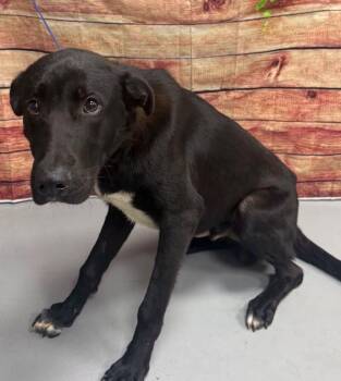 AC-5354 "Goblin" -  Black Labrador Retriever and Shepherd Dog for Adoption in Conyers, Georgia - AC-5354 "Goblin" | PetCurious