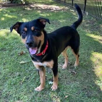 Cinnamon Toast -  Mixed Breed Dog for Adoption in Racine, Wisconsin - Cinnamon Toast | PetCurious