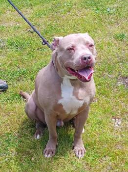 Rescue Pit Bull Terrier Dogs for Adoption in Springfield, Ohio - Buster | PetCurious