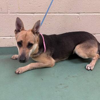Mixed Breed Dogs Available for Adoption in Memphis, Tennessee - Dolly | PetCurious