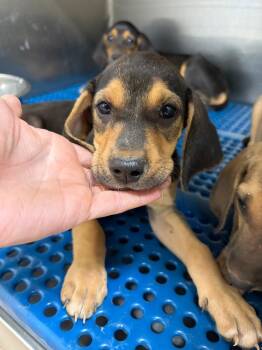 Sokka -  Coonhound Dog for Adoption in Nacogdoches, Texas - Sokka | PetCurious
