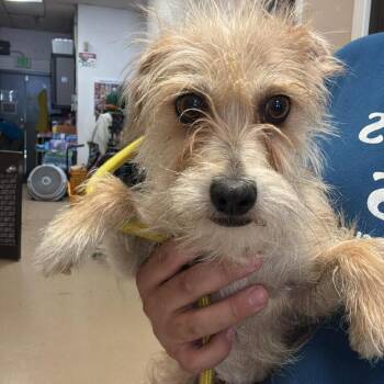 Terrier Dogs Available for Adoption in Chino Hills, California - Bronte- City Of Industry Location | PetCurious