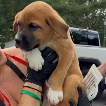 Dale -  Mixed Breed Dog for Adoption in Rockville, Maryland - Dale | PetCurious