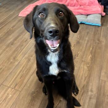 Homer -  Mixed Breed Dog for Adoption - Homer | PetCurious