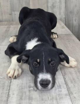 Charlie Brown -  Mixed Breed Dog for Adoption in Shreveport, Louisiana - Charlie Brown | PetCurious