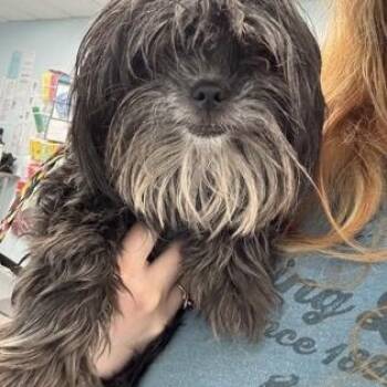Shih Tzu Dogs Available for Adoption - Blackberry | PetCurious