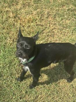 Tony -  Affenpinscher and Chihuahua Dog for Adoption in Clarksville, Tennessee - Tony | PetCurious