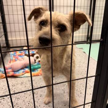 Miso -  Terrier Dog for Adoption in Mansfield, Texas - Miso | PetCurious