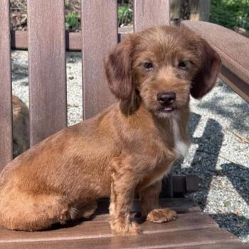 Dachshund and Terrier Dogs Available for Adoption in Phoenixville, Pennsylvania - Cedar | PetCurious