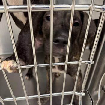 Mixed Breed Dogs Available for Adoption in Greensboro, North Carolina - Foggy Day | PetCurious