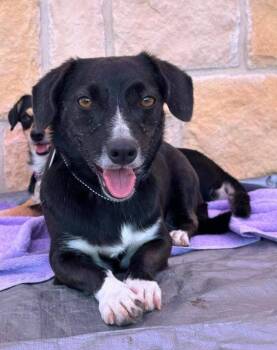 Vash in TX -  Chihuahua and Dachshund Dog for Adoption in Cranston, Rhode Island - Vash In TX | PetCurious