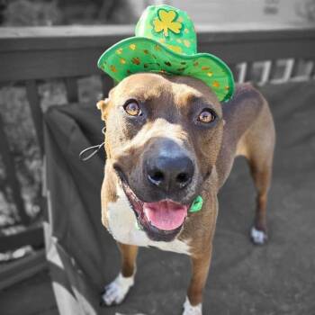 Rescue Labrador Retriever and Pointer Dogs for Adoption in Fairfax, Virginia - Wally | PetCurious