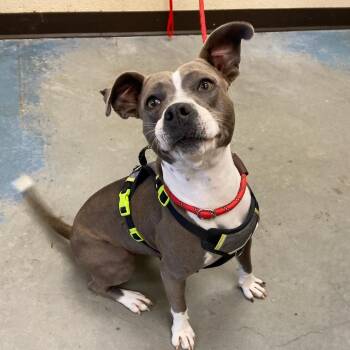 DAISY GRACE -  Mixed Breed Dog for Adoption in Memphis, Tennessee - DAISY GRACE | PetCurious