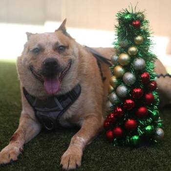 CAL -  Australian Cattle Dog Blue Heeler Dog for Adoption in San Antonio, Texas - CAL | PetCurious