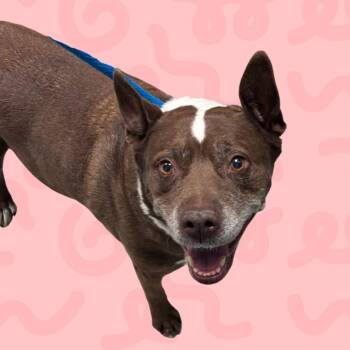 Emma -  Chocolate Labrador Retriever and Mixed Breed Dog for Adoption in Reno, Nevada - Emma | PetCurious