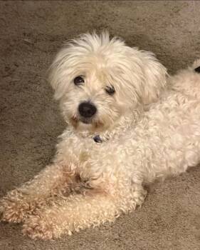 Stackz HW+ -  Poodle and Maltese Dog for Adoption in Sedalia, Colorado - Stackz HW+ | PetCurious