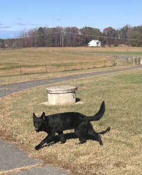 Prince 6946 -  German Shepherd Dog Dog for Adoption in Centreville, Virginia - Prince 6946 | PetCurious
