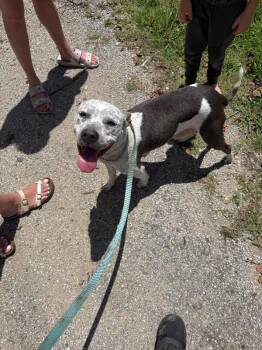 Jazzy -  Mixed Breed Dog for Adoption in Alamo, Tennessee - Jazzy | PetCurious