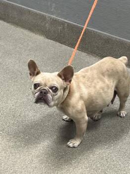 FRY -  French Bulldog Dog for Adoption in Las Vegas, Nevada - FRY | PetCurious