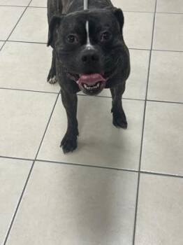 Max -  Mixed Breed Dog for Adoption in Largo, Florida - Max | PetCurious