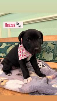 Black Labrador Retriever Dogs Available for Adoption in Plano, Texas - Beezus | PetCurious