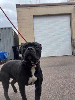 Rescue Mixed Breed Dogs for Adoption in Cincinnati, Ohio - Sunny | PetCurious