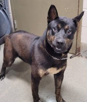 Shepherd and Akita Dogs Available for Adoption in Hopkinsville, Kentucky - CuJo/Rocky | PetCurious