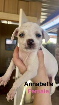 Annabelle -  Chihuahua Dog for Adoption in Gainesville, Virginia - Annabelle | PetCurious